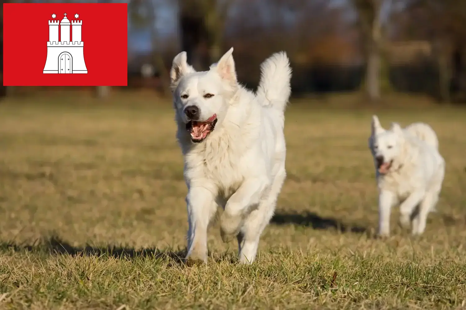 Read more about the article Slovensky Cuvac breeders and puppies in Hamburg