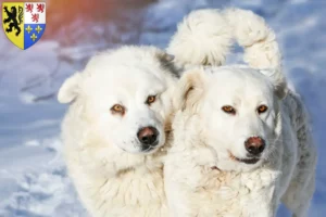 Read more about the article Slovensky Cuvac breeders and puppies in Hauts-de-France