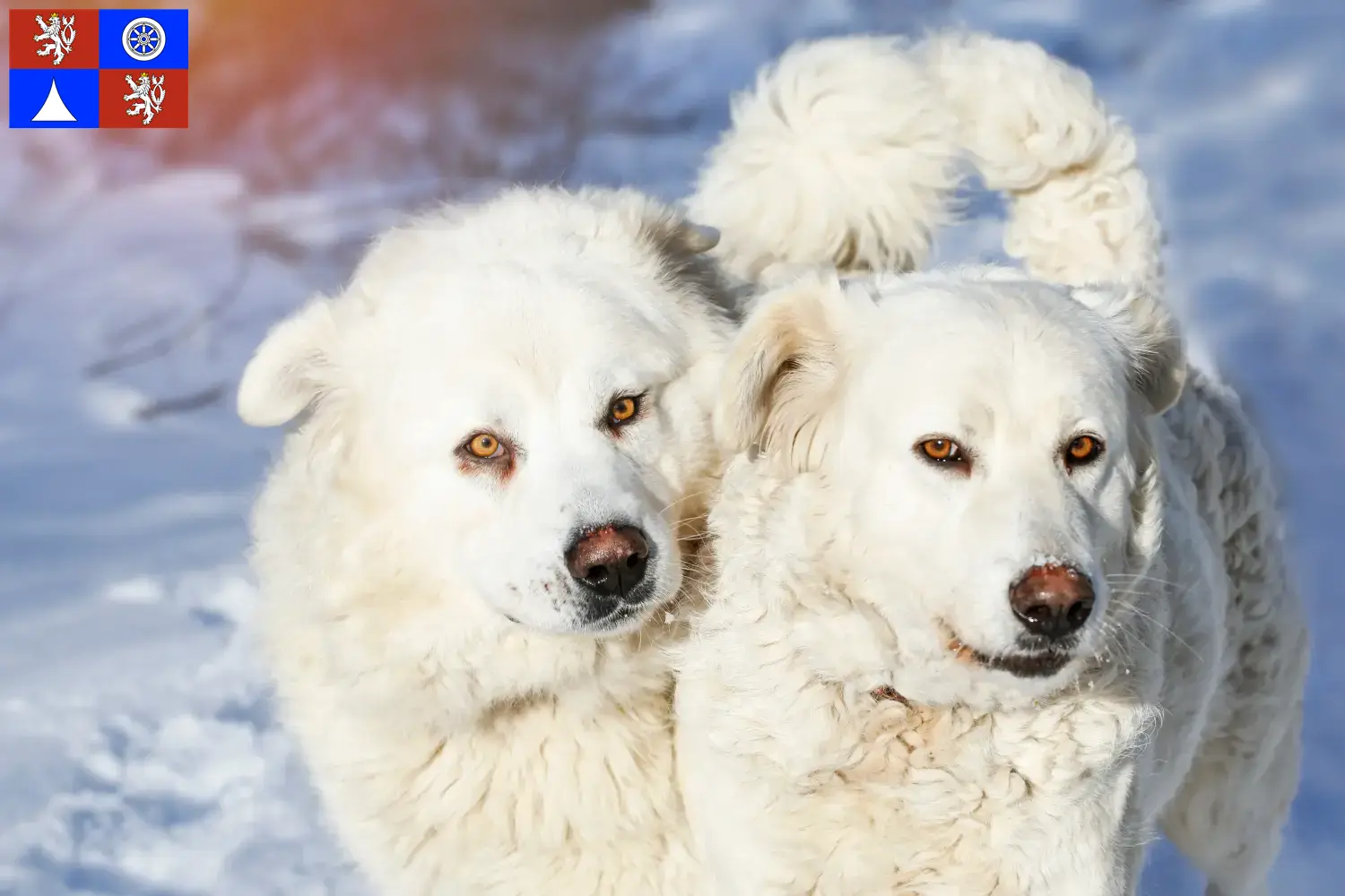 Read more about the article Slovensky Cuvac breeders and puppies in Liberec