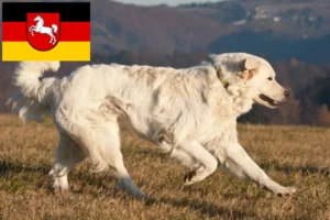 Read more about the article Slovensky Cuvac breeders and puppies in Lower Saxony