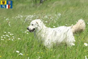 Read more about the article Slovensky Cuvac breeders and puppies in Moravia-Silesia