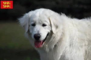Read more about the article Slovensky Cuvac breeders and puppies in Normandy