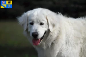 Read more about the article Slovensky Cuvac breeders and puppies in Olomouc