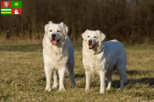 Read more about the article Slovensky Cuvac breeders and puppies in Pilsen