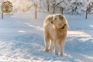 Read more about the article Slovensky Cuvac breeders and puppies in Prague