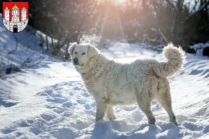 Read more about the article Slovensky Cuvac breeders and puppies in Salzburg