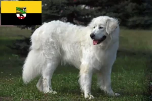 Read more about the article Slovensky Cuvac breeders and puppies in Saxony-Anhalt