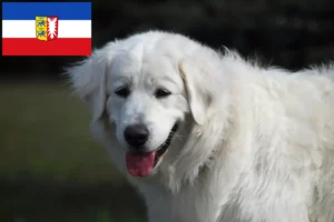 Read more about the article Slovensky Cuvac breeders and puppies in Schleswig-Holstein