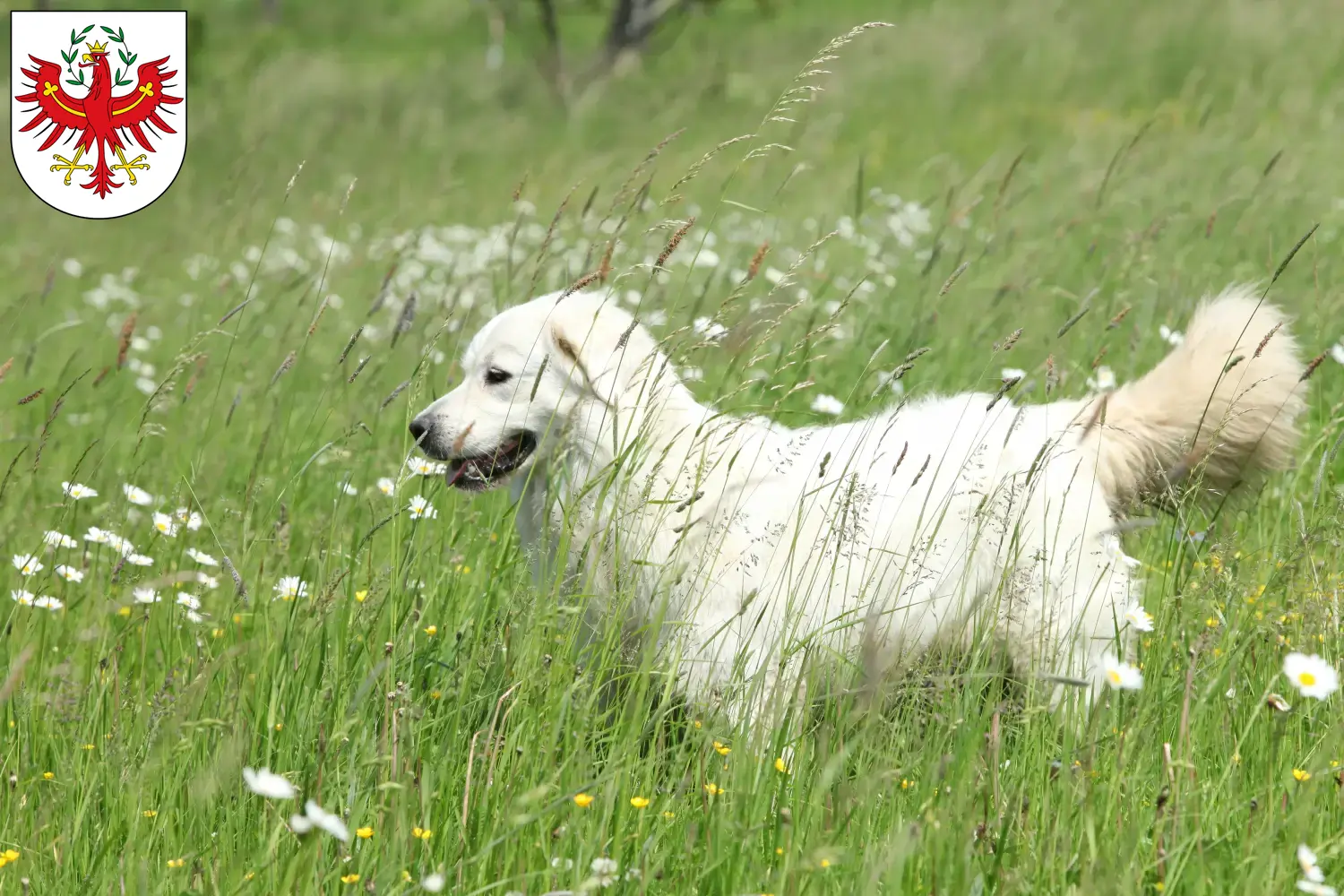 Slovensky Cuvac puppies and breeders Tyrol Find Slovensky Cuvacs breeders in Tyrol here.