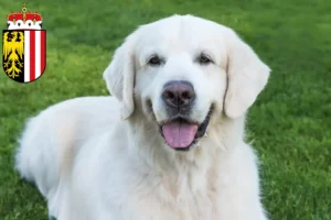Read more about the article Slovensky Cuvac breeders and puppies in Upper Austria