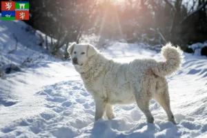 Read more about the article Slovensky Cuvac breeders and puppies in Ústí