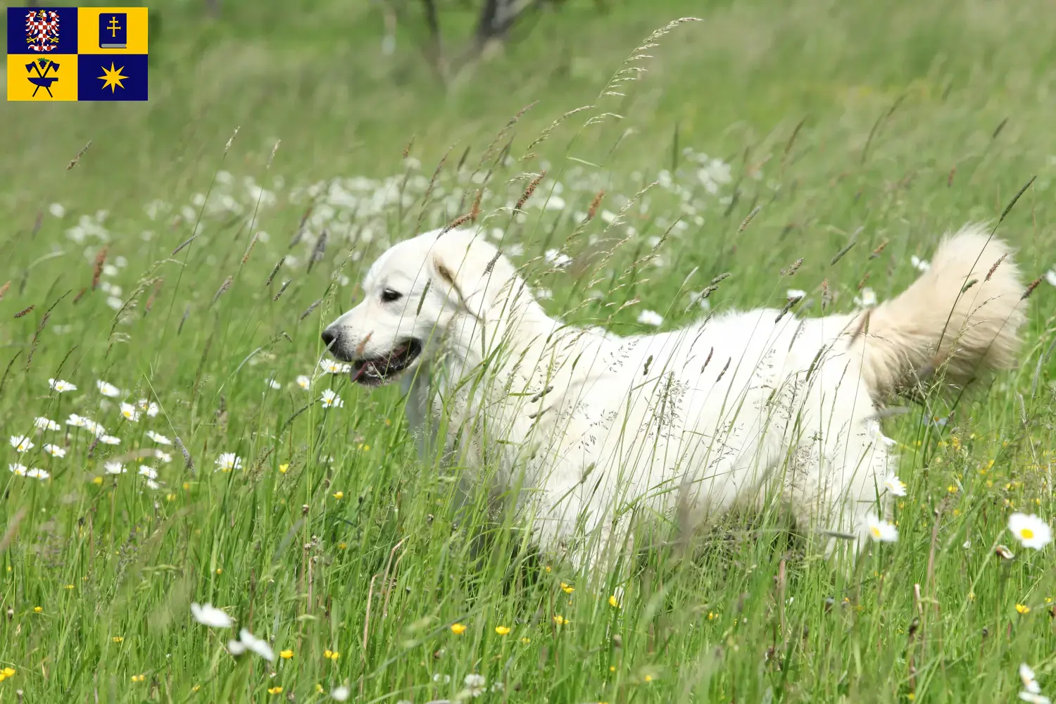 Read more about the article Slovensky Cuvac breeders and puppies in Zlín