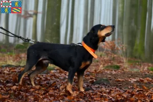 Read more about the article Slovenský kopov breeders and puppies in Bourgogne-Franche-Comté