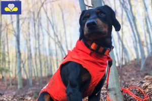 Read more about the article Slovenský kopov breeders and puppies in Brussels-Capital Region