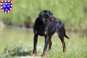 Read more about the article Slovenský kopov breeders and puppies in Centre-Val de Loire