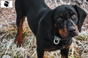Read more about the article Slovenský kopov breeders and puppies in Corsica