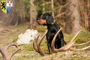 Read more about the article Slovenský kopov breeders and puppies in Hauts-de-France