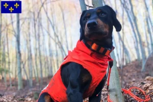 Read more about the article Slovenský kopov breeders and puppies in Île-de-France