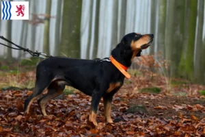 Read more about the article Slovenský kopov breeders and puppies in Nouvelle-Aquitaine