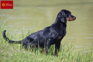 Read more about the article Slovenský kopov breeders and puppies in Occitania