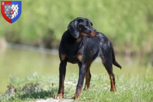 Read more about the article Slovenský kopov breeders and puppies in Pays de la Loire