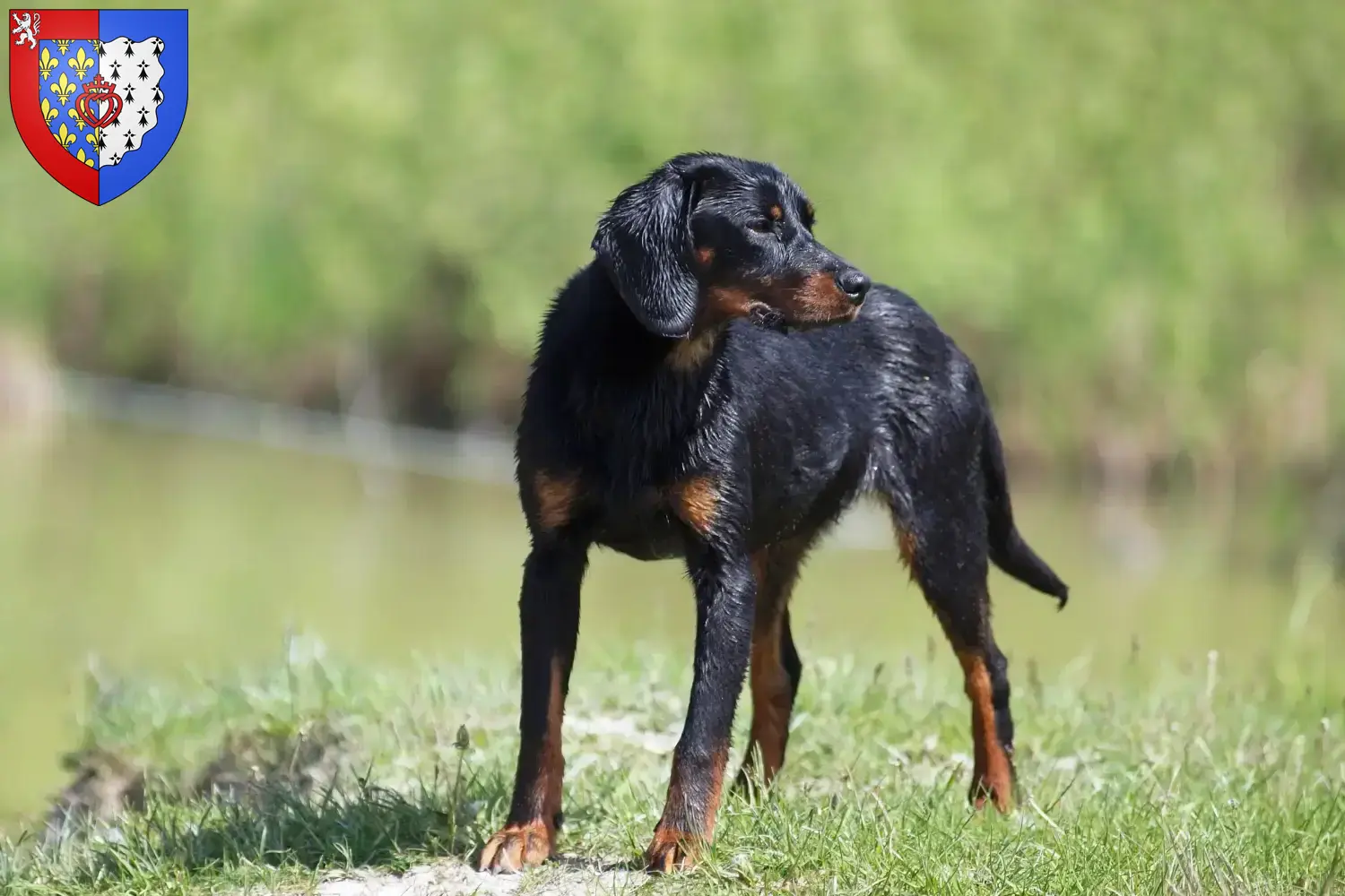 Read more about the article Slovenský kopov breeders and puppies in Pays de la Loire