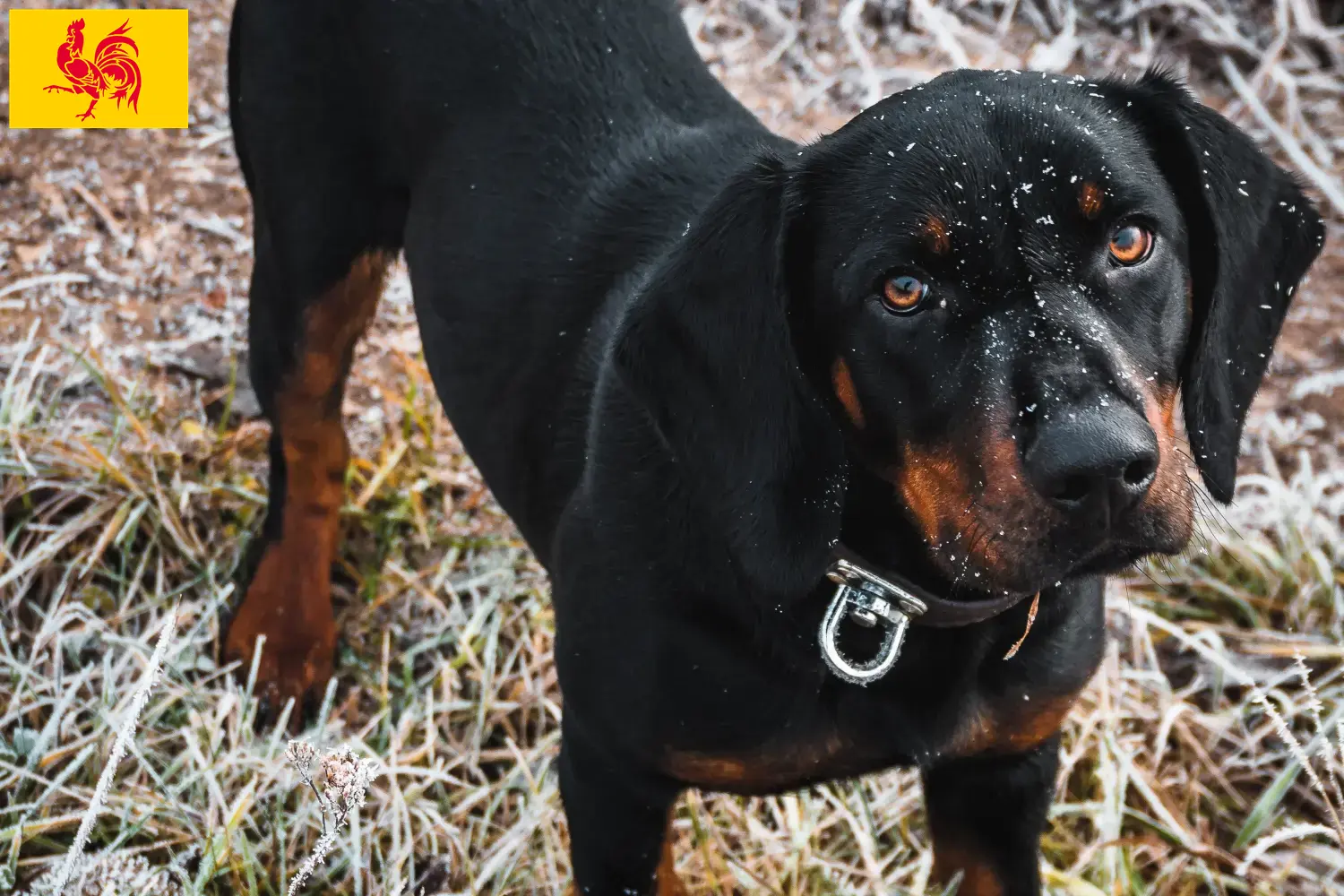 Read more about the article Slovenský kopov breeders and puppies in Walloon Region