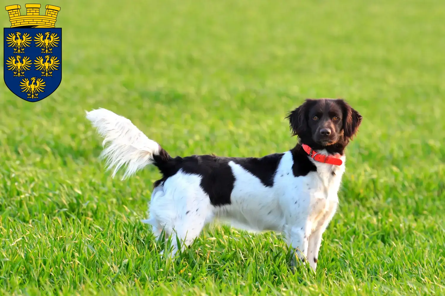 Small Münsterländer puppies and breeder Lower Austria Here you can find Kleine Münsterländer breeders in Lower Austria.