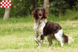 Read more about the article Small Münsterländer breeder and puppies in North Brabant