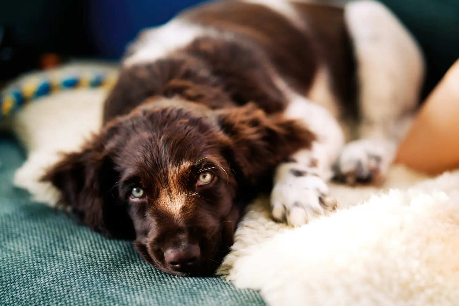 Buying a Kleiner Münsterländer puppy means taking responsibility! Buy small Münsterländer puppies.