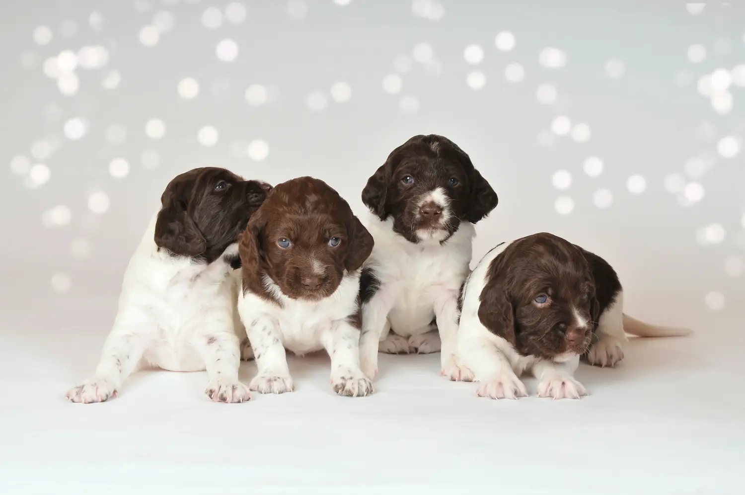 Buying a Kleiner Münsterländer puppy means taking responsibility! Buy small Münsterländer puppies.