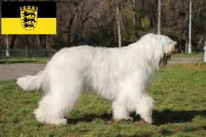 Read more about the article South Russian Ovtcharka breeder and puppies in Baden-Württemberg