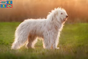 Read more about the article South Russian Ovtcharka breeder and puppies in Bourgogne-Franche-Comté