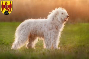 Read more about the article South Russian Ovtcharka breeder and puppies in Burgenland