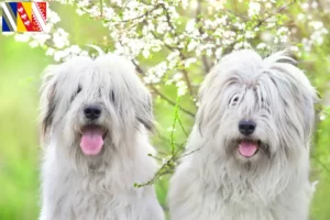 Read more about the article South Russian Ovtcharka breeder and puppies in Grand Est