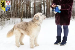 Read more about the article South Russian Ovtcharka breeder and puppies in Hauts-de-France
