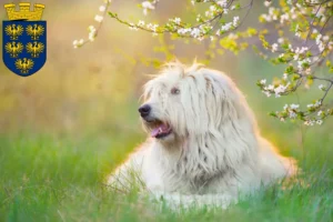 Read more about the article South Russian Ovtcharka breeder and puppies in Lower Austria