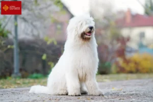 Read more about the article South Russian Ovtcharka breeder and puppies in Occitania