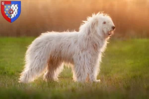Read more about the article South Russian Ovtcharka breeder and puppies in Pays de la Loire
