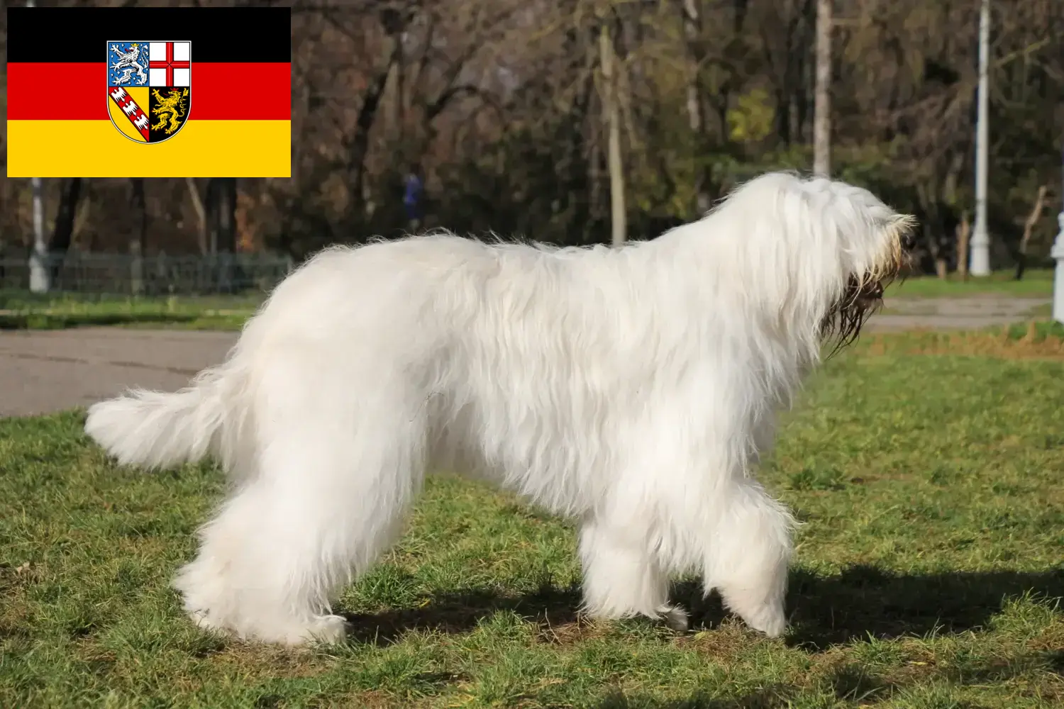 South Russian Ovtcharka puppies and breeder Saarland Here you can find South Russian Ovtcharkas breeders im Saarland.