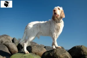 Read more about the article Spinone Italiano breeders and puppies in Corsica