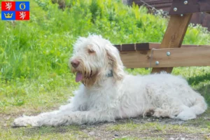Read more about the article Spinone Italiano breeders and puppies in Hradec Králové