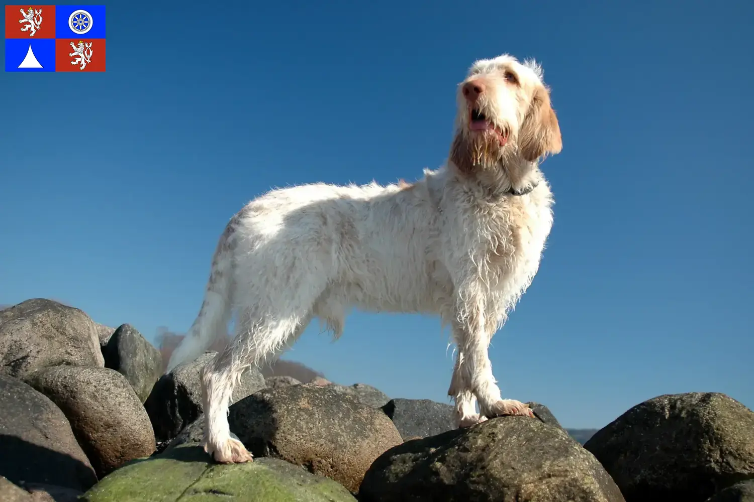Read more about the article Spinone Italiano breeders and puppies in Liberec