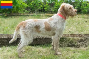Read more about the article Spinone Italiano breeders and puppies in North Holland