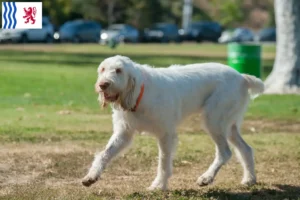 Read more about the article Spinone Italiano breeders and puppies in Nouvelle-Aquitaine