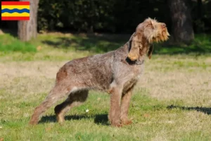 Read more about the article Spinone Italiano breeders and puppies in Overijssel