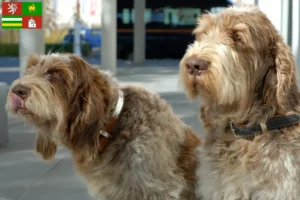 Read more about the article Spinone Italiano breeders and puppies in Pilsen