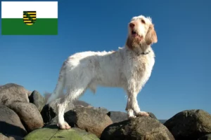 Read more about the article Spinone Italiano breeders and puppies in Saxony