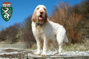 Read more about the article Spinone Italiano breeders and puppies in Styria