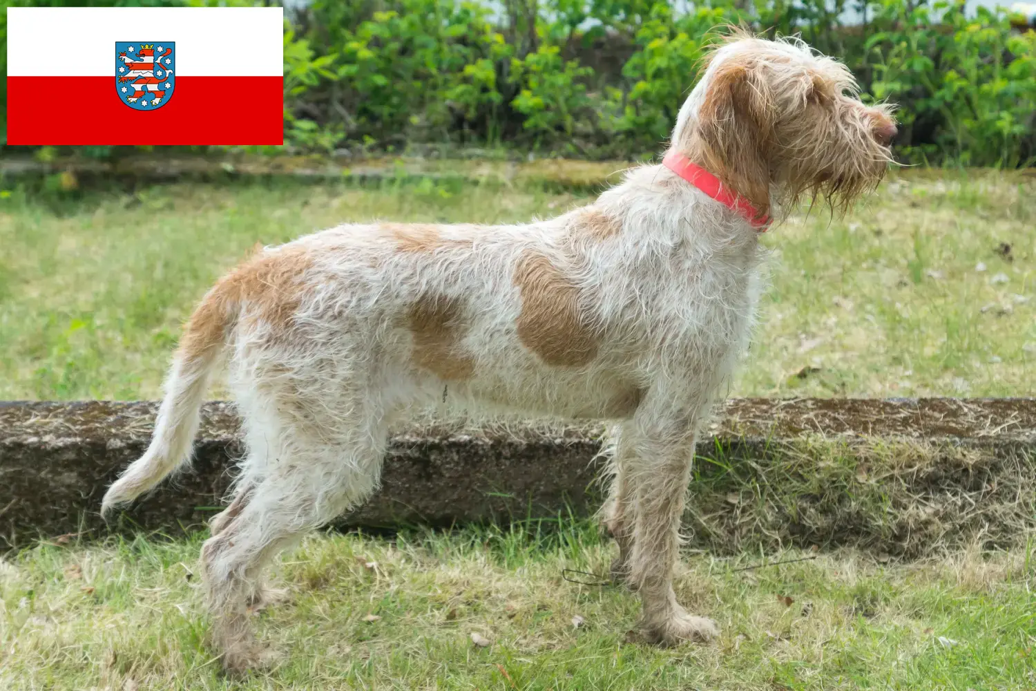 Read more about the article Spinone Italiano breeders and puppies in Thuringia